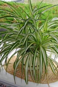 Уход за хлоровитум