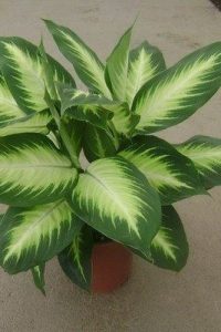 Советы по уходу за деффенбахией