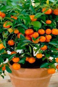 Как вырастит мандарин из косточки дома