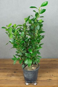 Выращивает лавр благородный