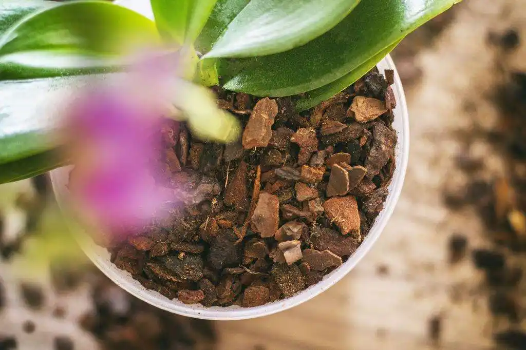 Какой нужен грунт для орхидеи: какой состав почвы, как сажать, как выбрать лучший
