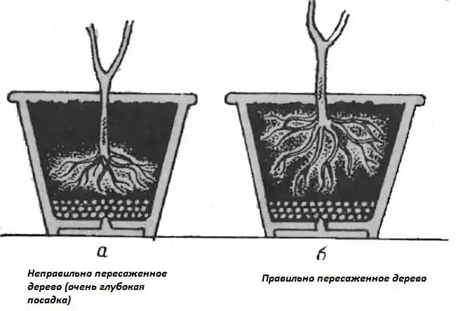 Почва для лимонов: подготовка субстрата для цитрусовых