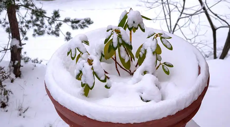 Как правильно подготовить рододендроны к зиме, чтобы весной они порадовали вас своим цветением