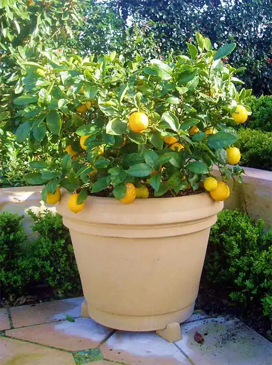 Размер горшка должен соответствовать размерам лимонного дерева