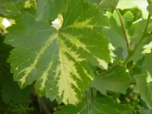 Подкормка винограда весной: обзор удобрений и методов подкормки