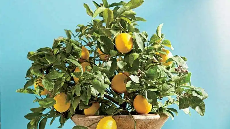 Как правильно пересадить лимон в домашних условиях