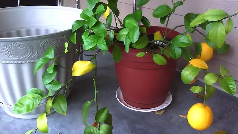 Как правильно пересадить лимон в домашних условиях