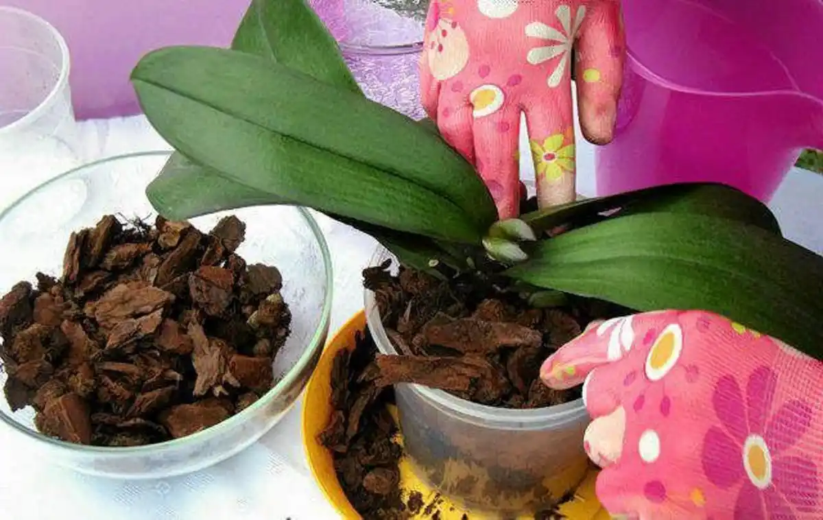 Какой нужен грунт для орхидеи: какой состав почвы, как сажать, как выбрать лучший