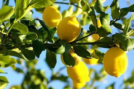 Удивительные свойства лимона