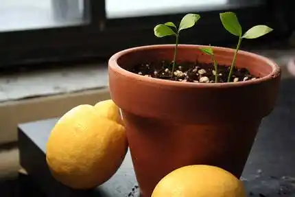 Сеянцы лимонов поливают чаще, чем взрослые растения