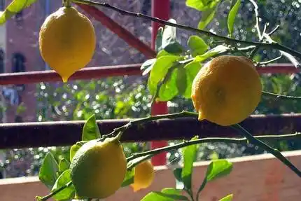 Уход за лимонами зависит от времени года